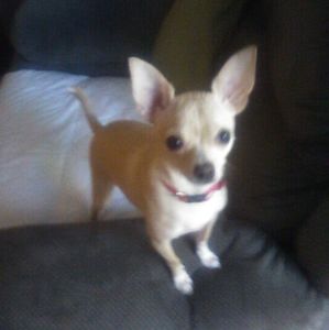 Meet your Posher, Donna